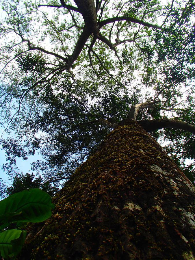 Coorg 4 C'S Little Paradise Lägenhet Madikeri Exteriör bild